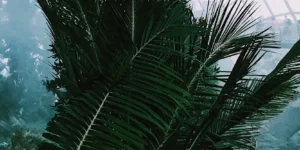 Singapore’s carbon tax has risen – what does this mean for you?