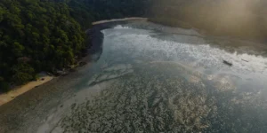 Scaling up blue carbon solutions: The challenges and opportunities ahead