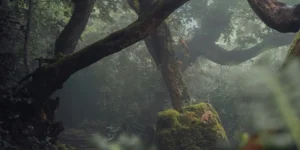 Keeping our forest standing is crucial but not as simple as you may think