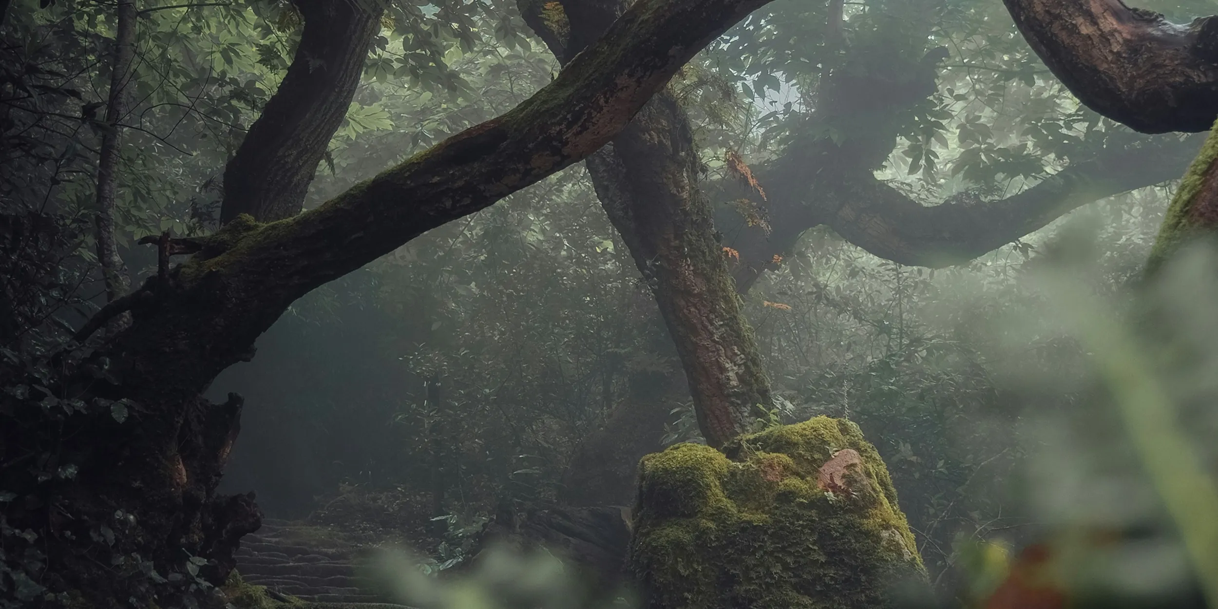 Keeping our forest standing is crucial but not as simple as you may think