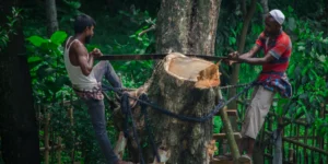 Paying the real cost of stopping deforestation