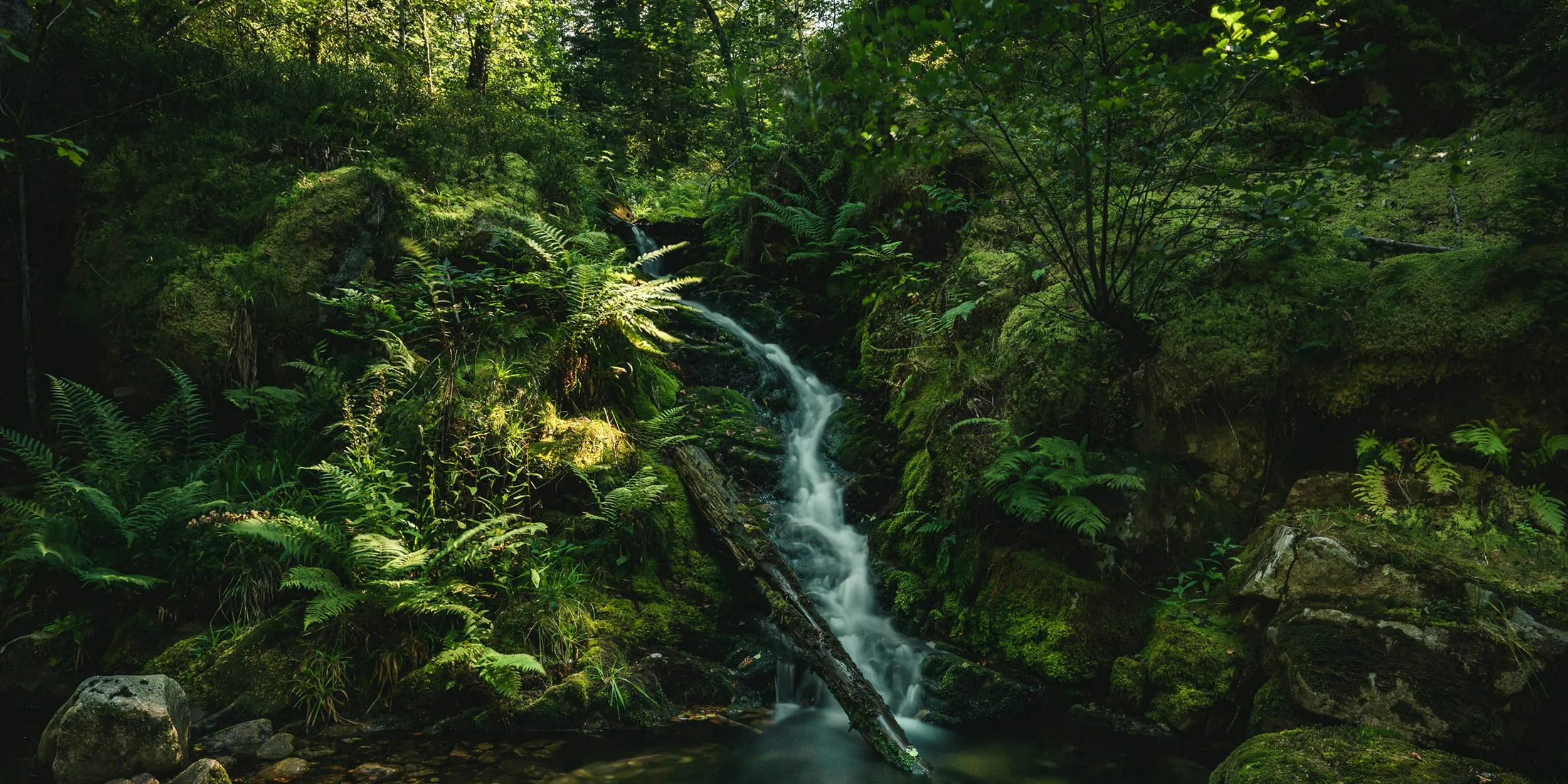 Why your climate mitigation strategy should include carbon credits