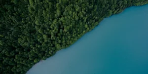 Unlock the Future of Forest Protection: FCPF Jurisdictional REDD+ Credits
