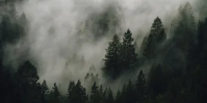 The Case for Preservation in High Forest, Low Deforestation (HFLD) Jurisdictions