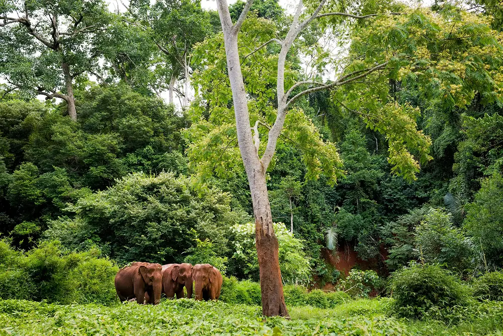 CIX Nature X Contract | REDD+ carbon credits (reducing emissions from deforestation and forest degradation)