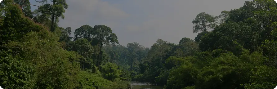 Carbon credits under CSRD